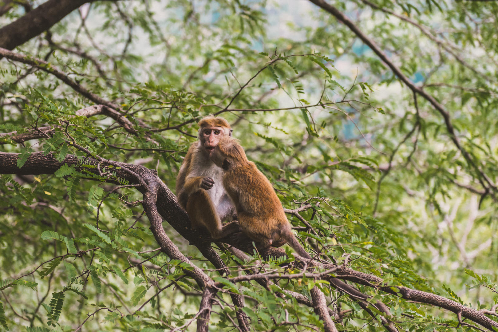 Zwei Affen auf Sri Lanka in einem Baum