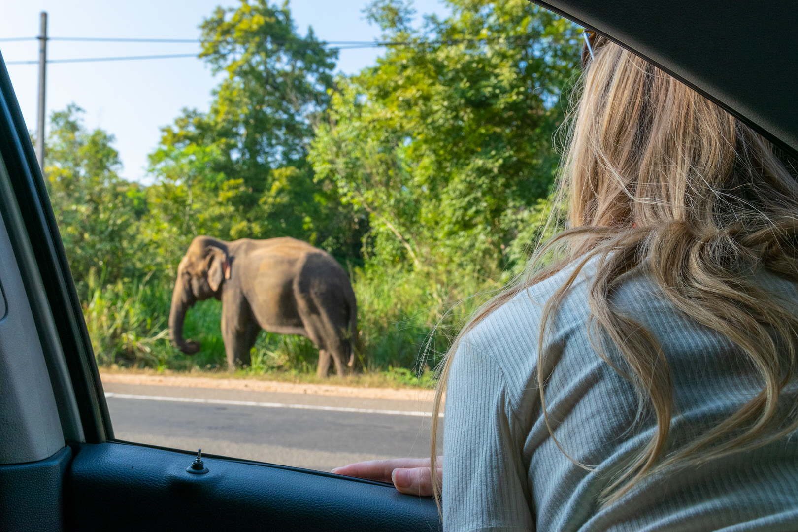 Ein Elefant am Straßenrand in Sri Lanka