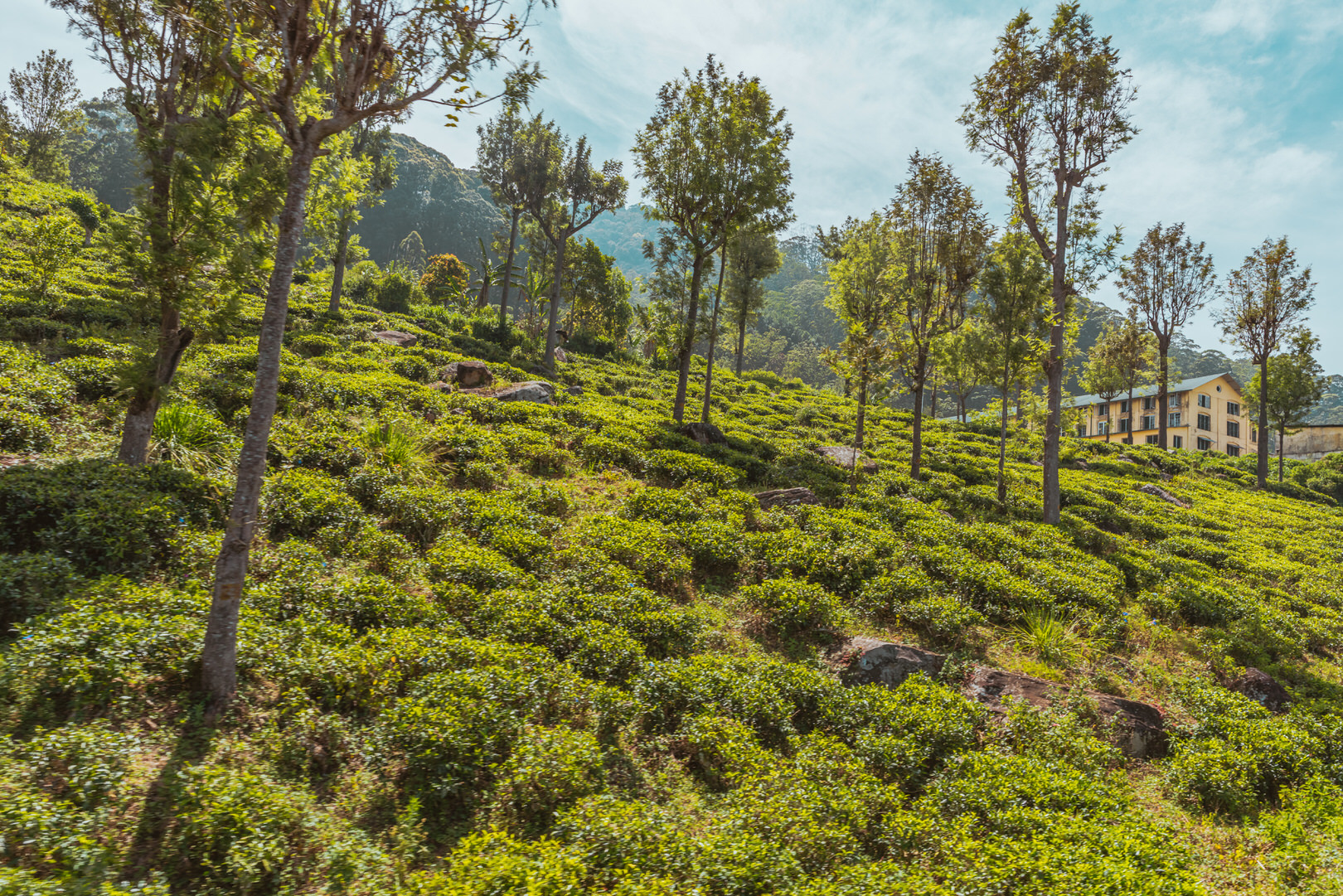 Sri Lankas Teeplantagen auf deiner Reise