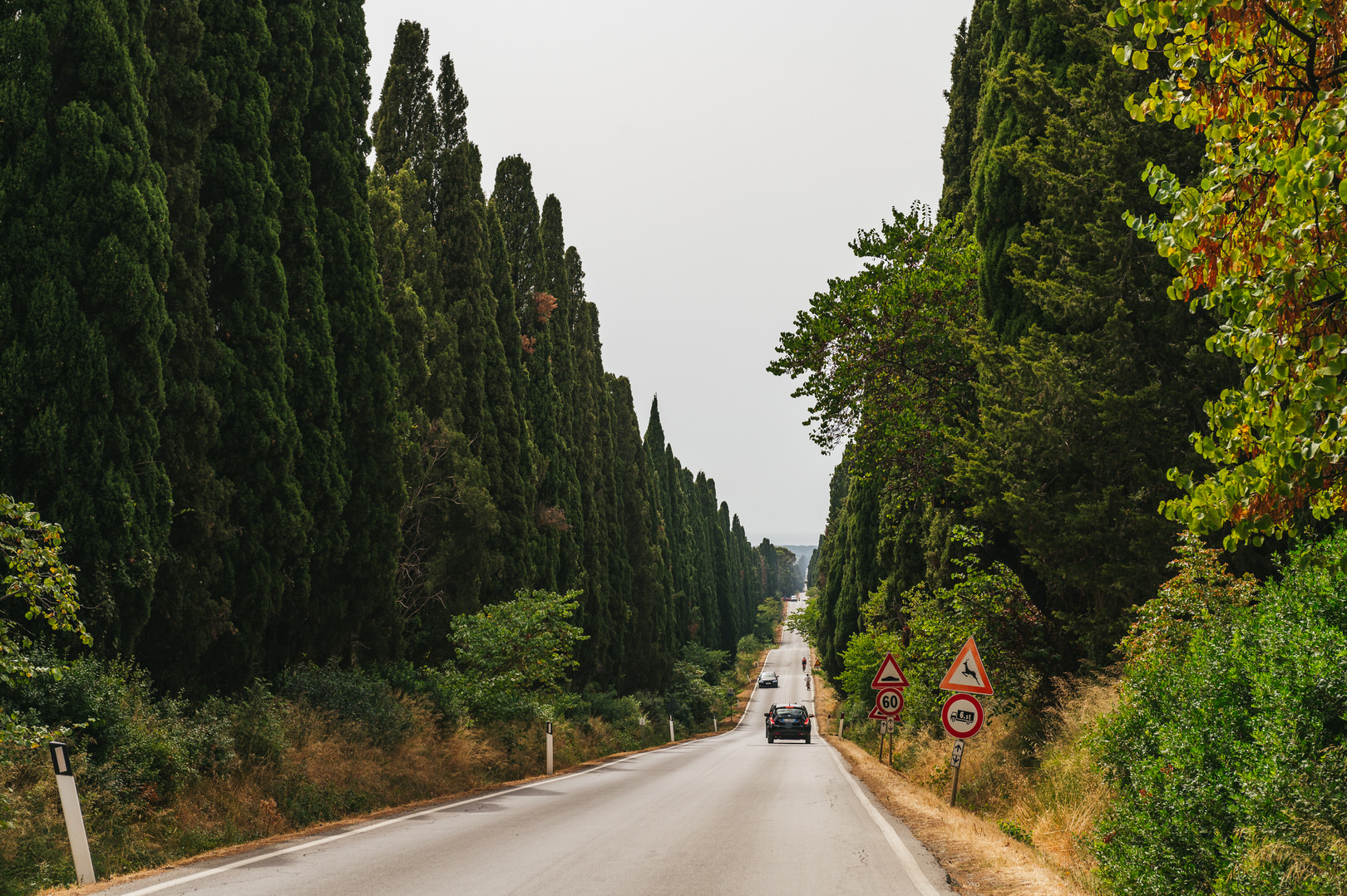Zypressenstraße in der Toskana